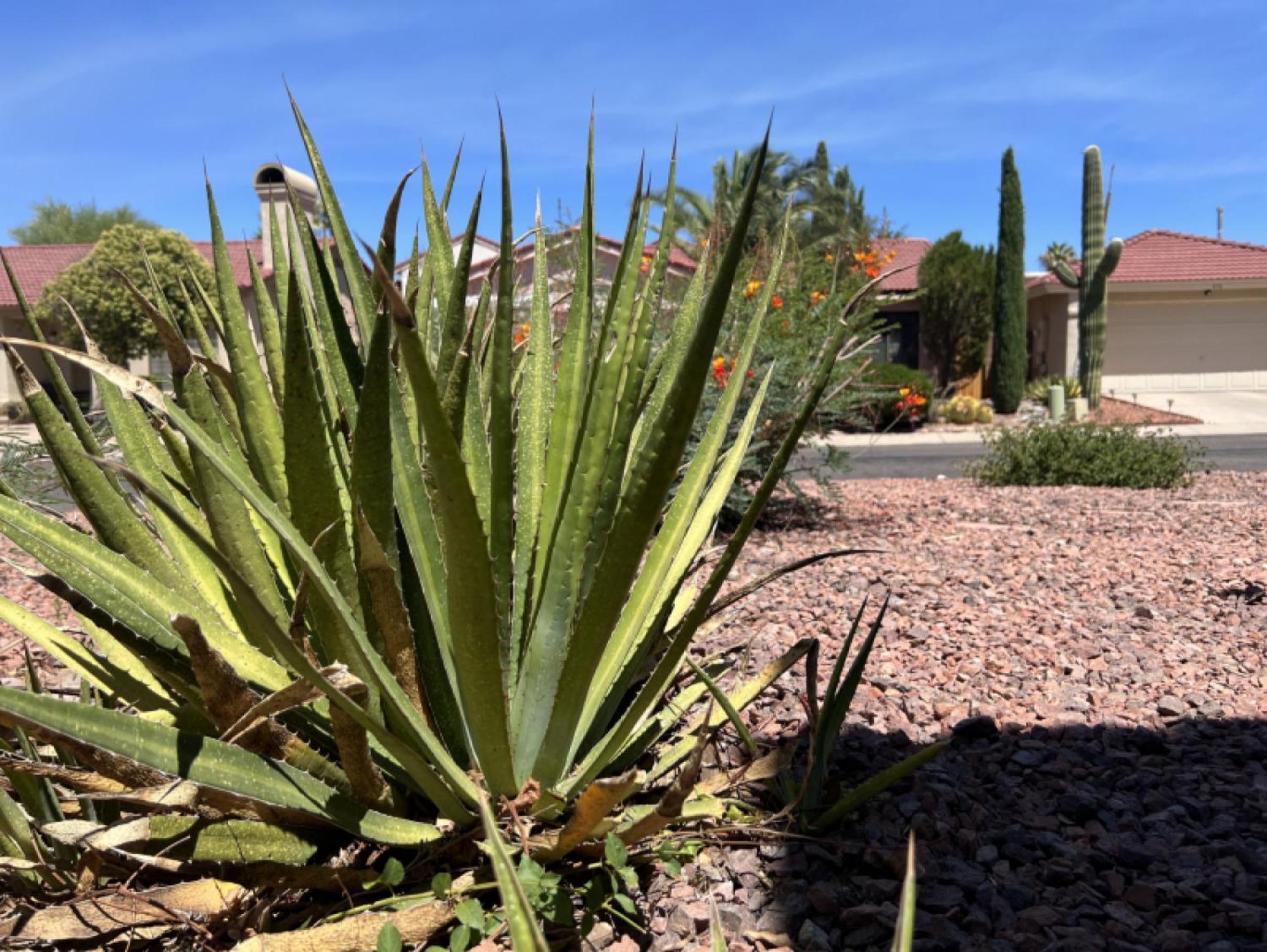 Private Home - Billiards, Mountain Views, Private Desert Access, Hoa Pool & Spa, Bbq, At Lambert Park - Bourbondale Tucson Exteriör bild