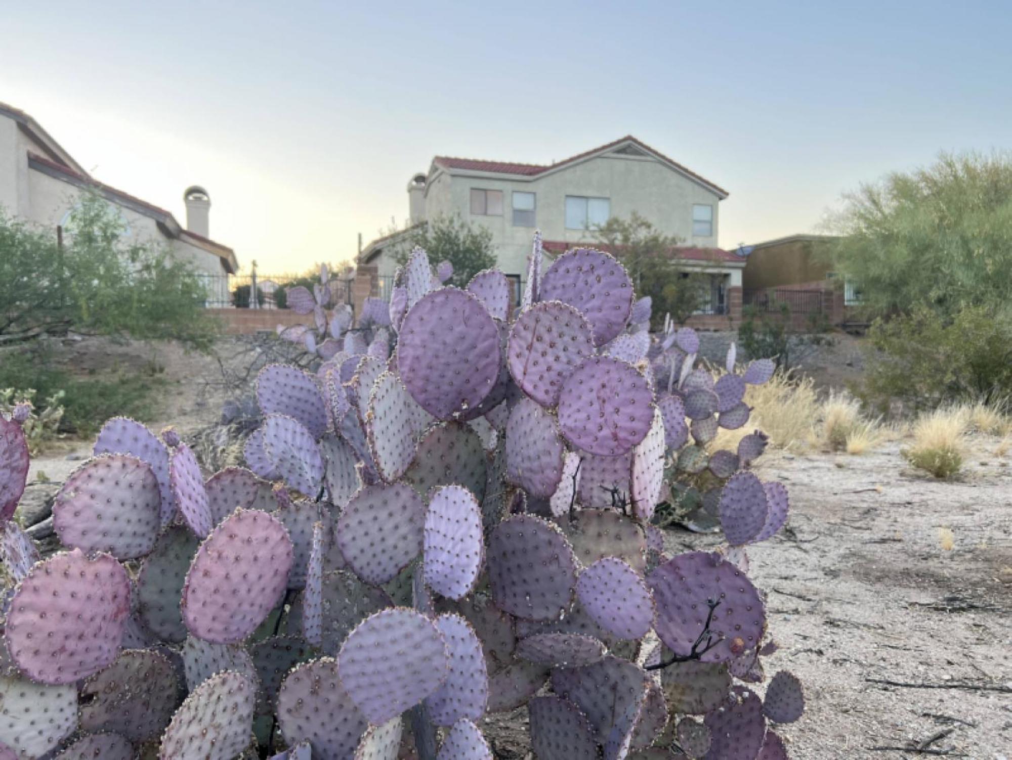 Private Home - Billiards, Mountain Views, Private Desert Access, Hoa Pool & Spa, Bbq, At Lambert Park - Bourbondale Tucson Exteriör bild